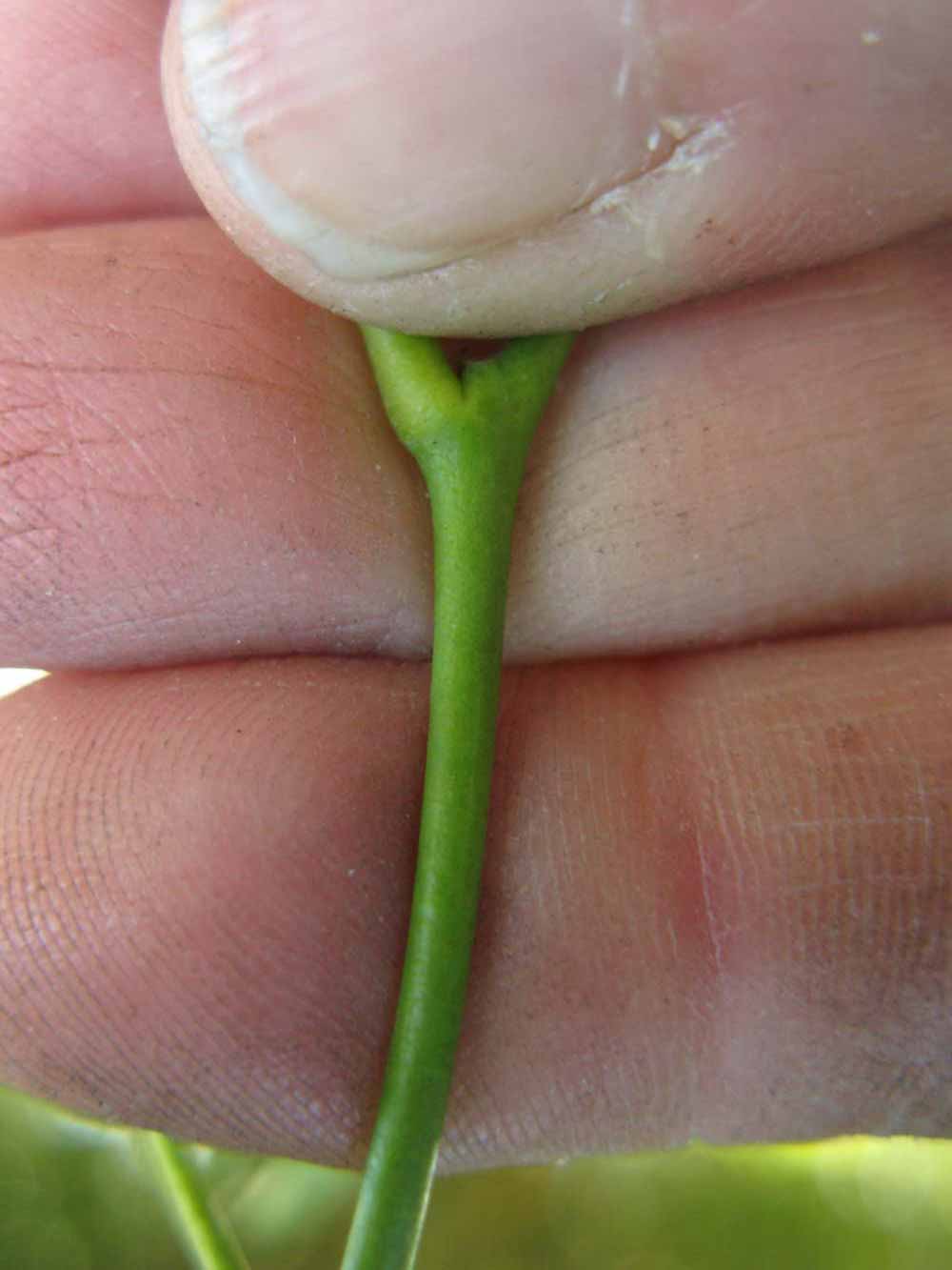              First year twig (Nigerian Powder Flask, Winter Haven, FL)       